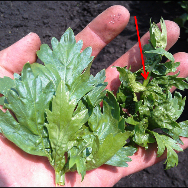 Symptoms of aphid activity